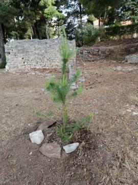 Dan Postojne _ Supetar _ junij 2024 (5)